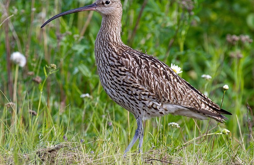 Wildlife on Welsh Farms: Urgent need to stem the decline of Curlew