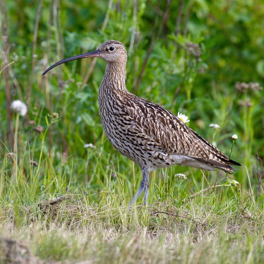 Wildlife on Welsh Farms: Urgent need to stem the decline of Curlew